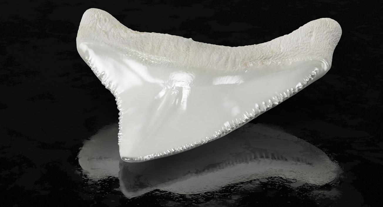 Shark Teeth Collection 2 3D model