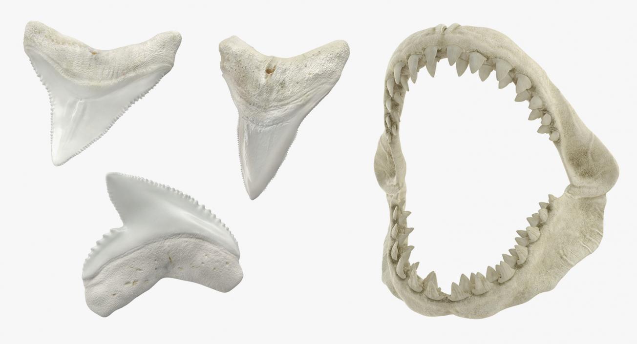 Shark Teeth Collection 2 3D model