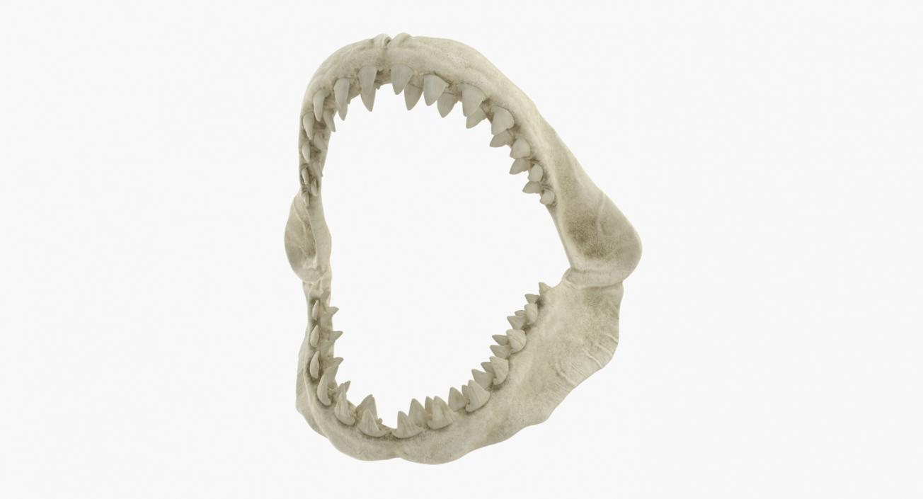 Shark Teeth Collection 2 3D model