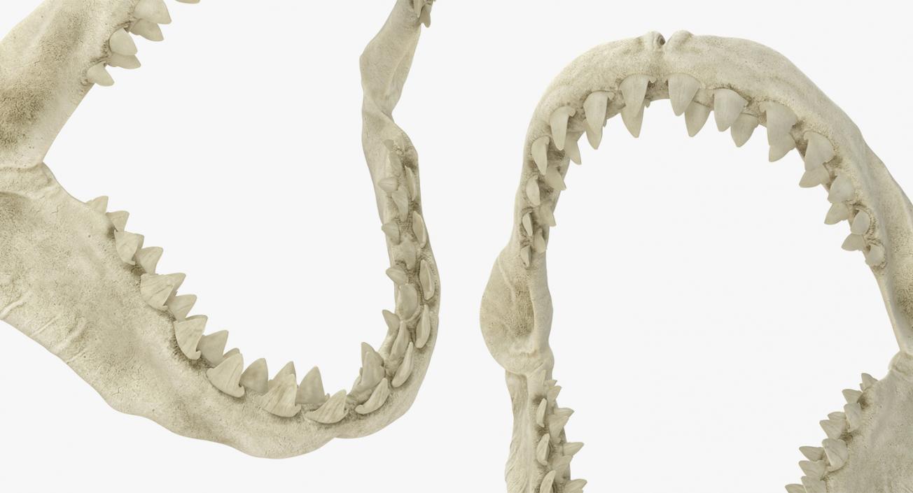 Shark Teeth Collection 2 3D model