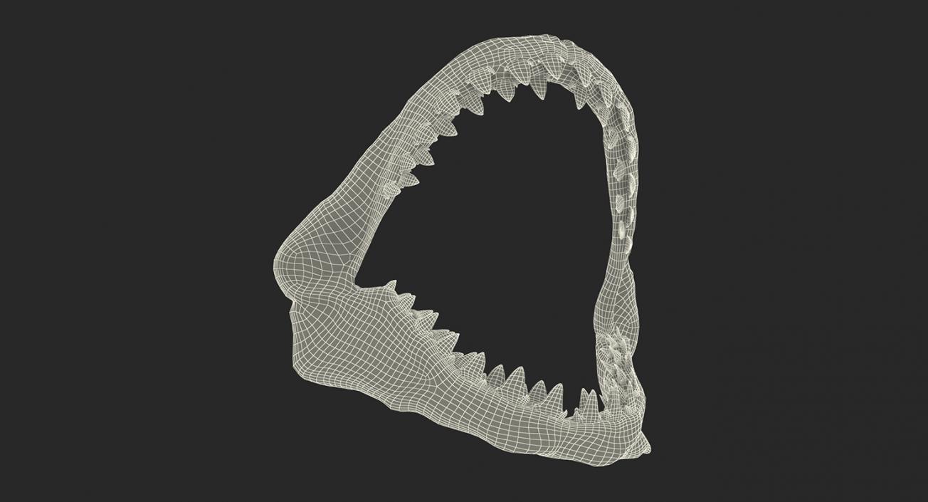 Shark Teeth Collection 2 3D model