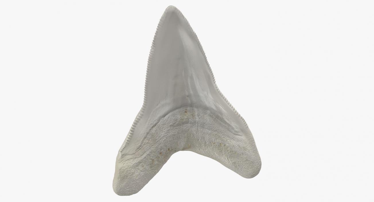 Shark Teeth Collection 2 3D model