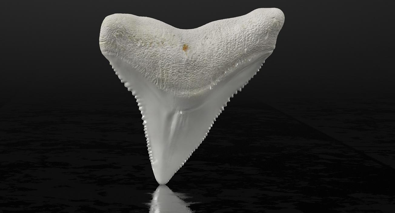 Shark Teeth Collection 2 3D model