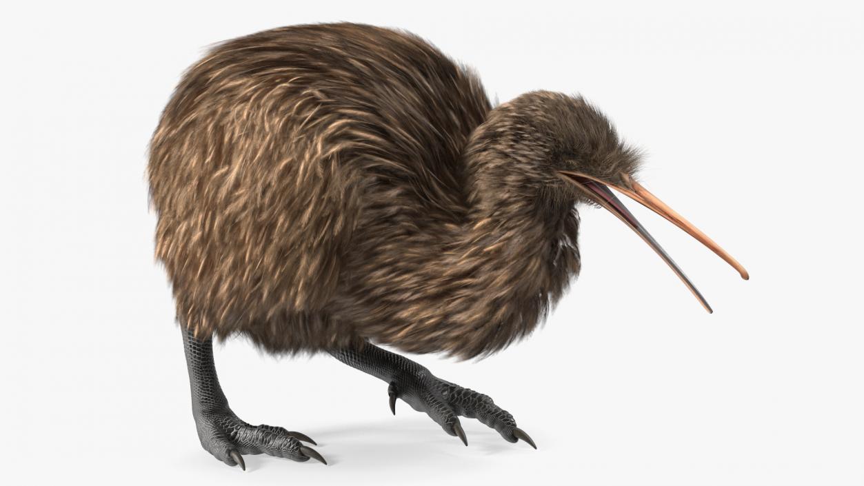 3D Kiwi Bird Walk Pose Fur model