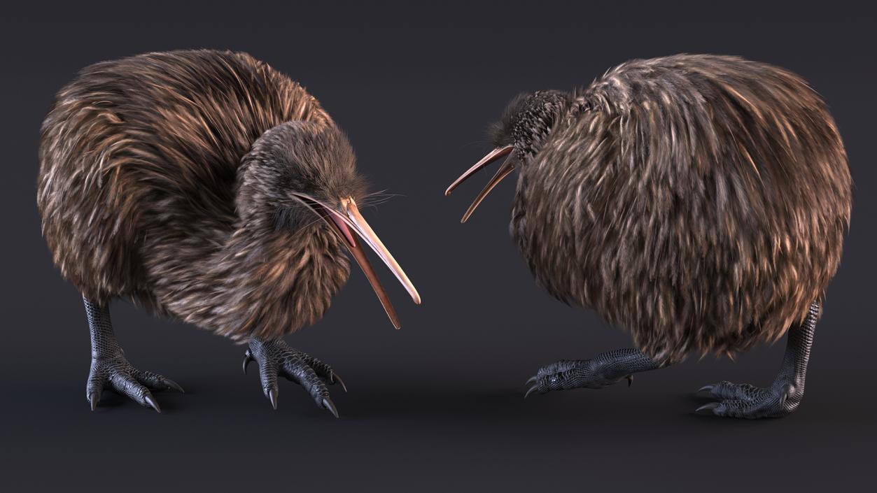 3D Kiwi Bird Walk Pose Fur model