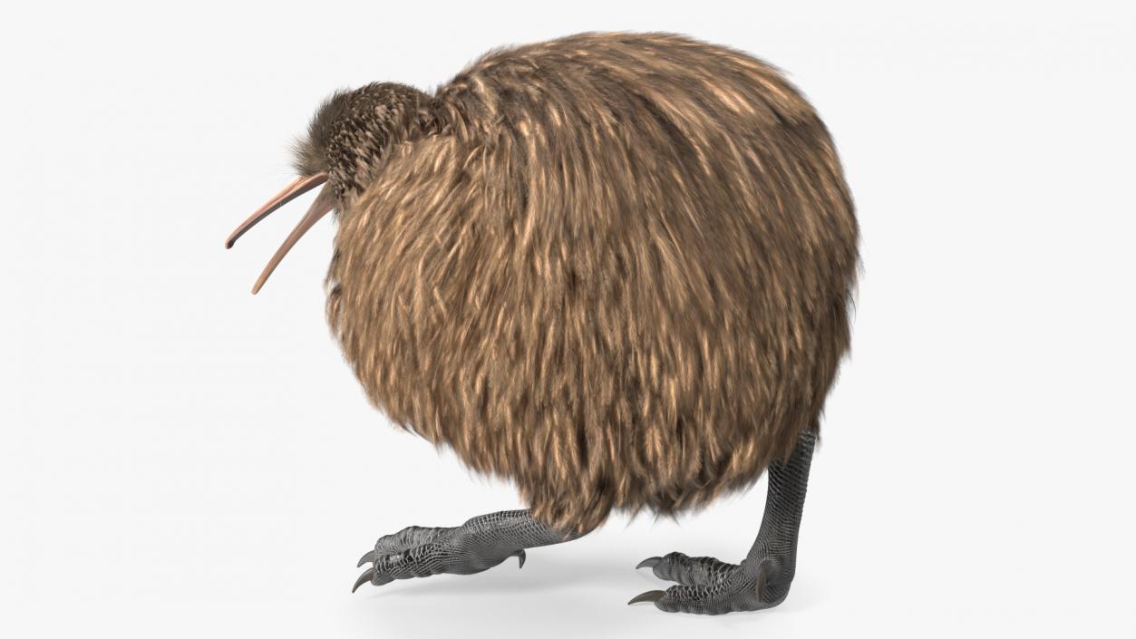 3D Kiwi Bird Walk Pose Fur model