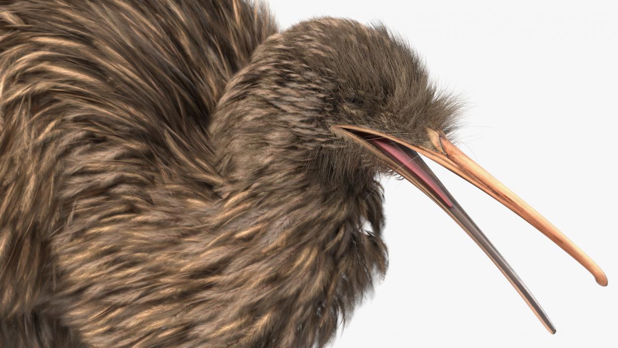 3D Kiwi Bird Walk Pose Fur model