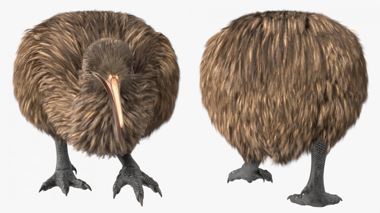 3D Kiwi Bird Walk Pose Fur model