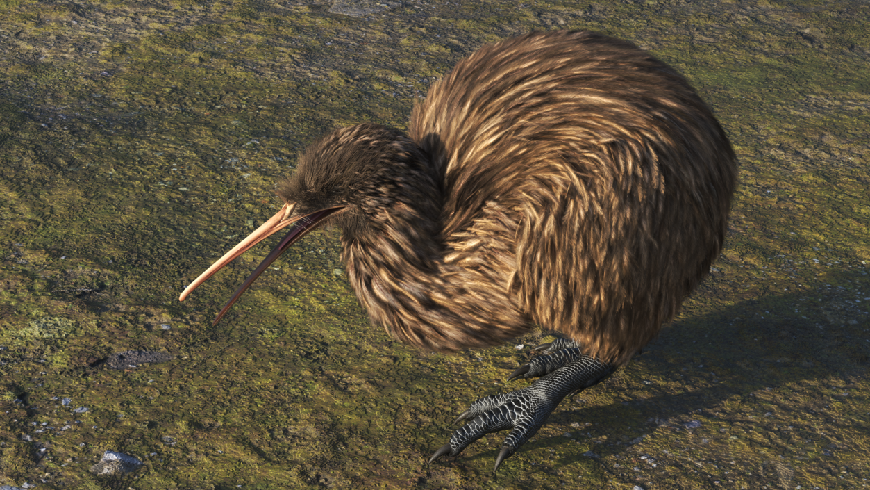 3D Kiwi Bird Walk Pose Fur model