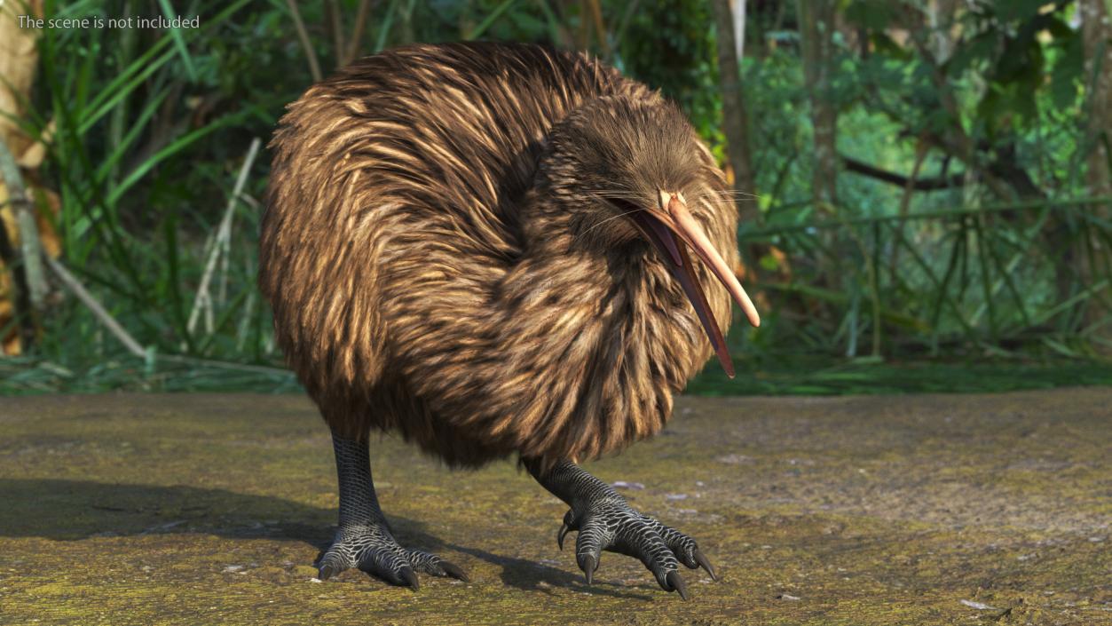 3D Kiwi Bird Walk Pose Fur model