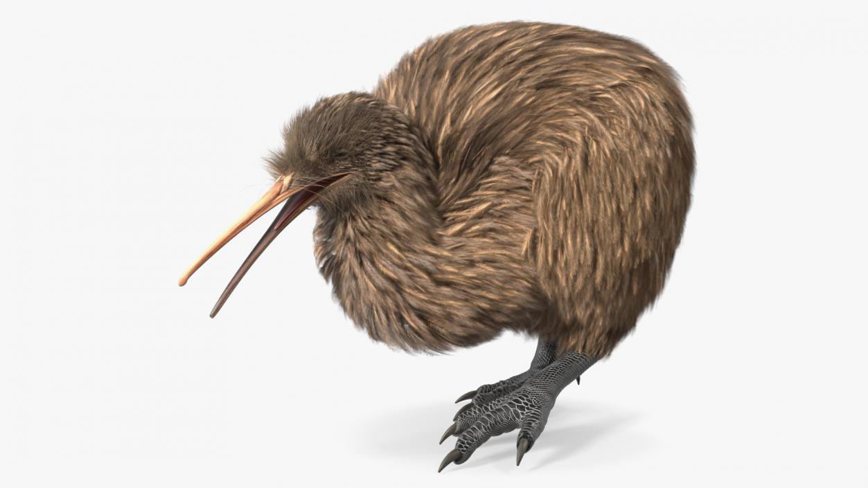 3D Kiwi Bird Walk Pose Fur model