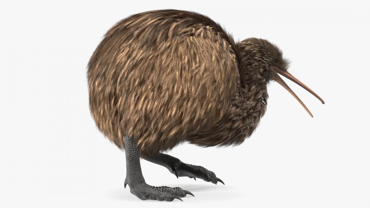 3D Kiwi Bird Walk Pose Fur model