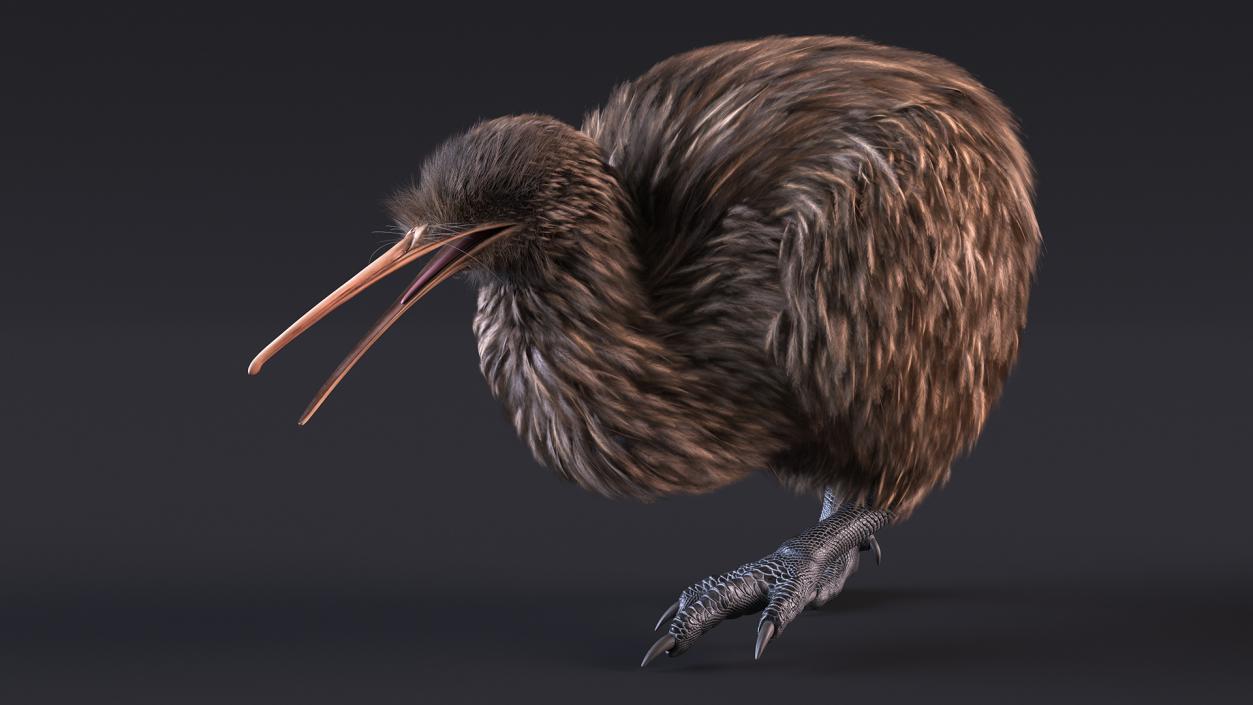 3D Kiwi Bird Walk Pose Fur model