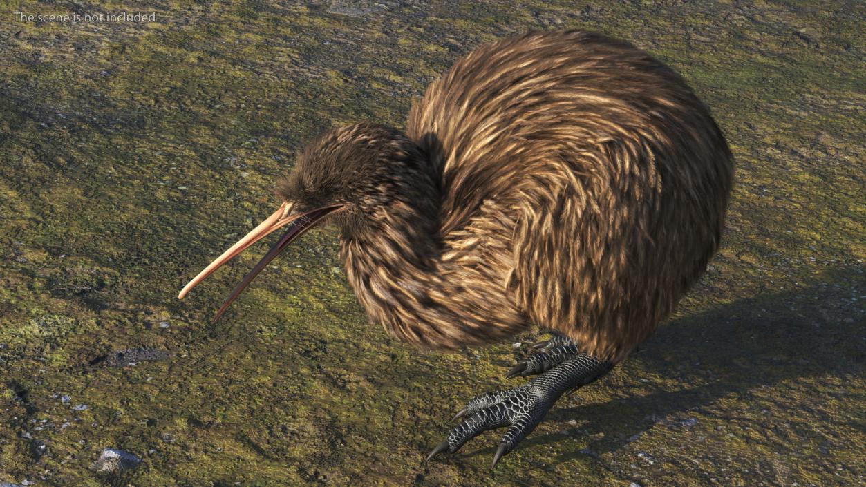 3D Kiwi Bird Walk Pose Fur model