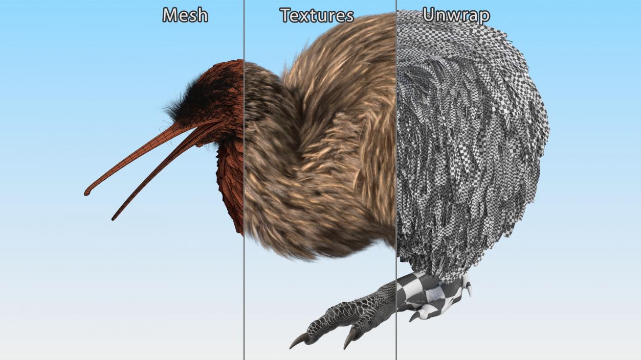 3D Kiwi Bird Walk Pose Fur model