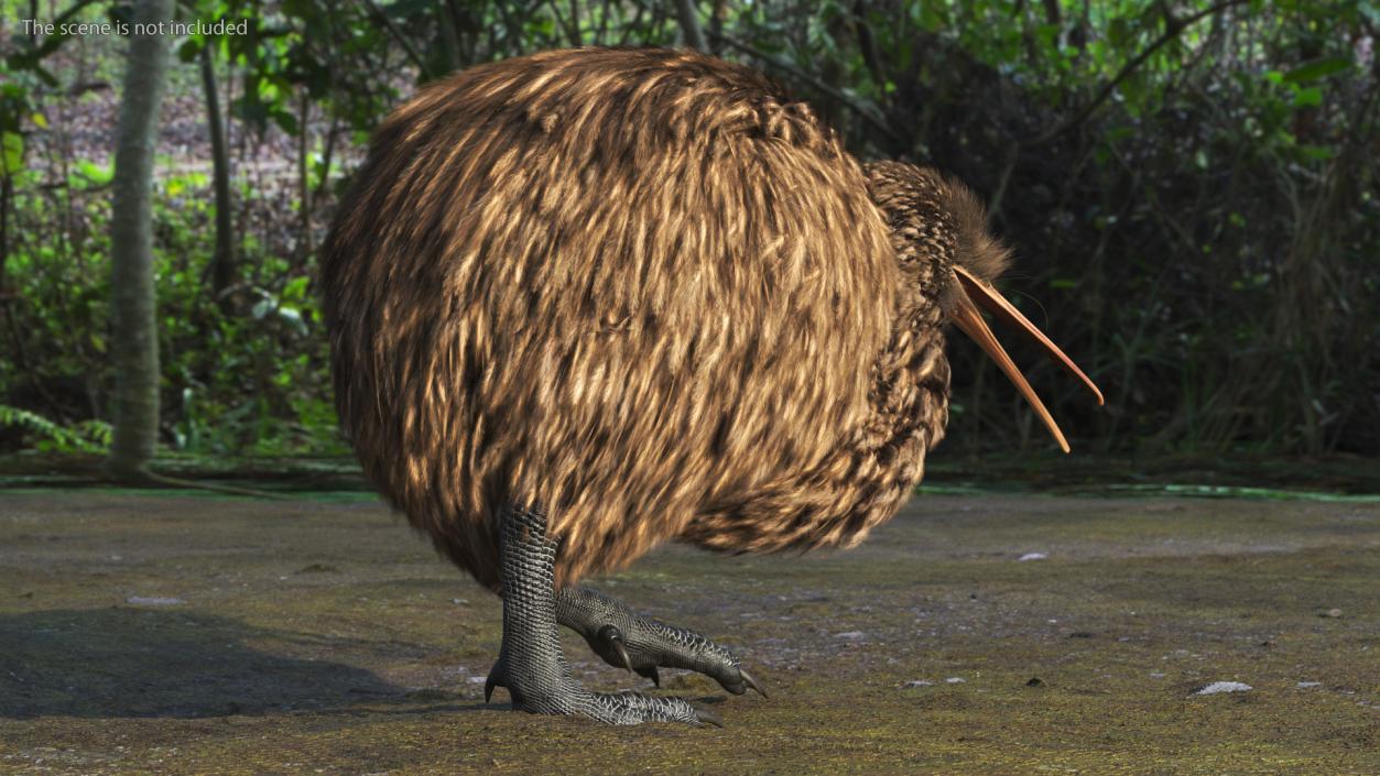 3D Kiwi Bird Walk Pose Fur model