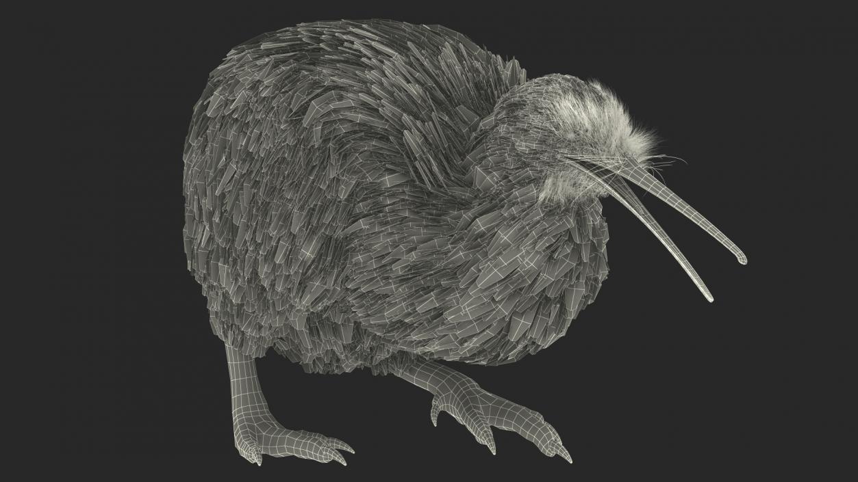 3D Kiwi Bird Walk Pose Fur model