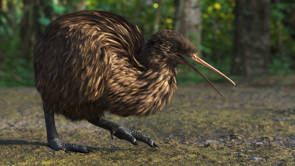 3D Kiwi Bird Walk Pose Fur model