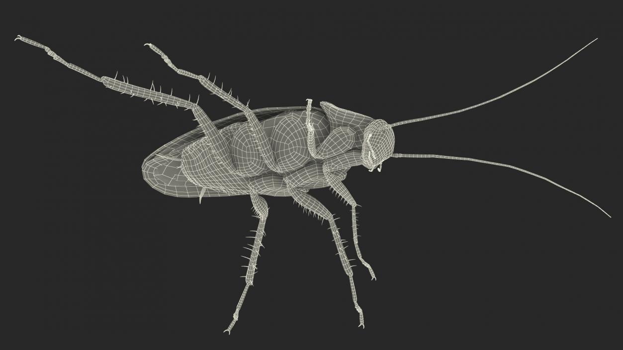 3D model Flying Red Cockroach