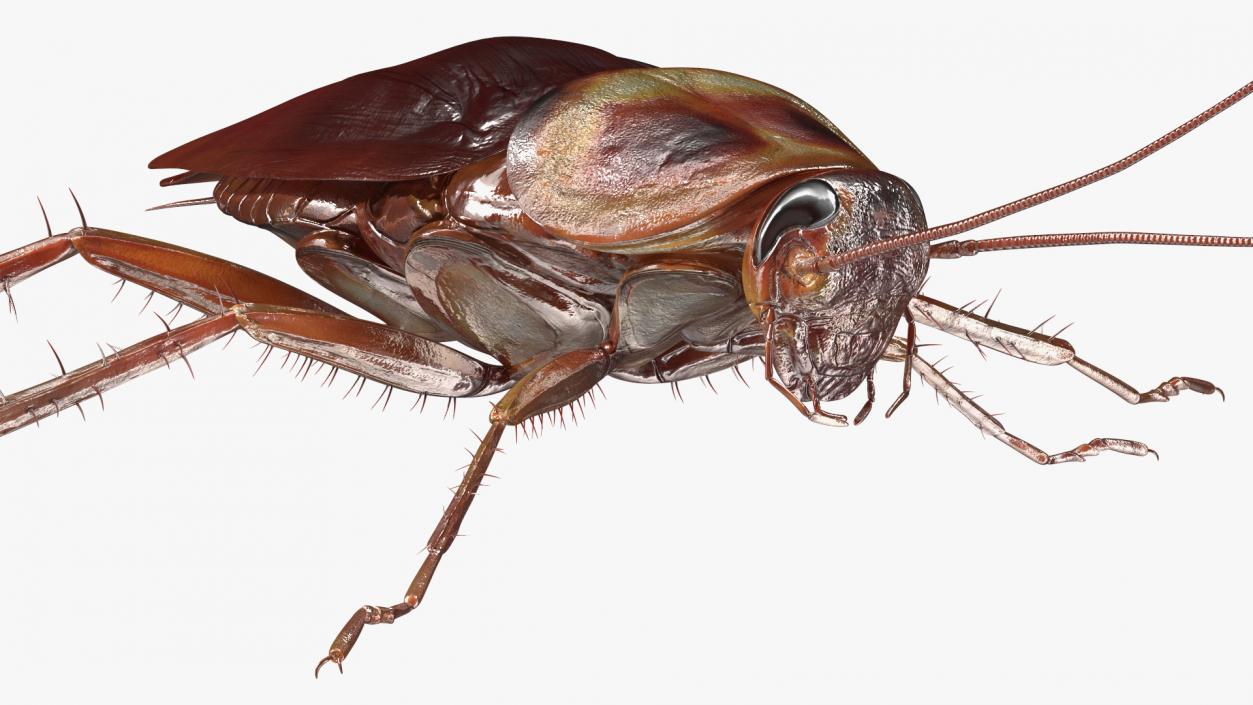 3D model Flying Red Cockroach