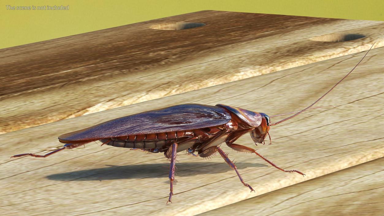 3D model Flying Red Cockroach