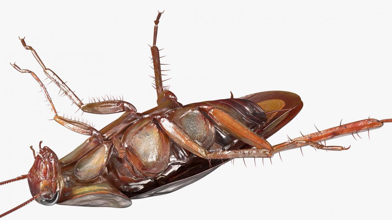 3D model Flying Red Cockroach