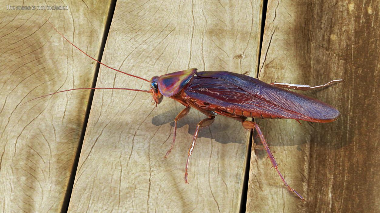 3D model Flying Red Cockroach