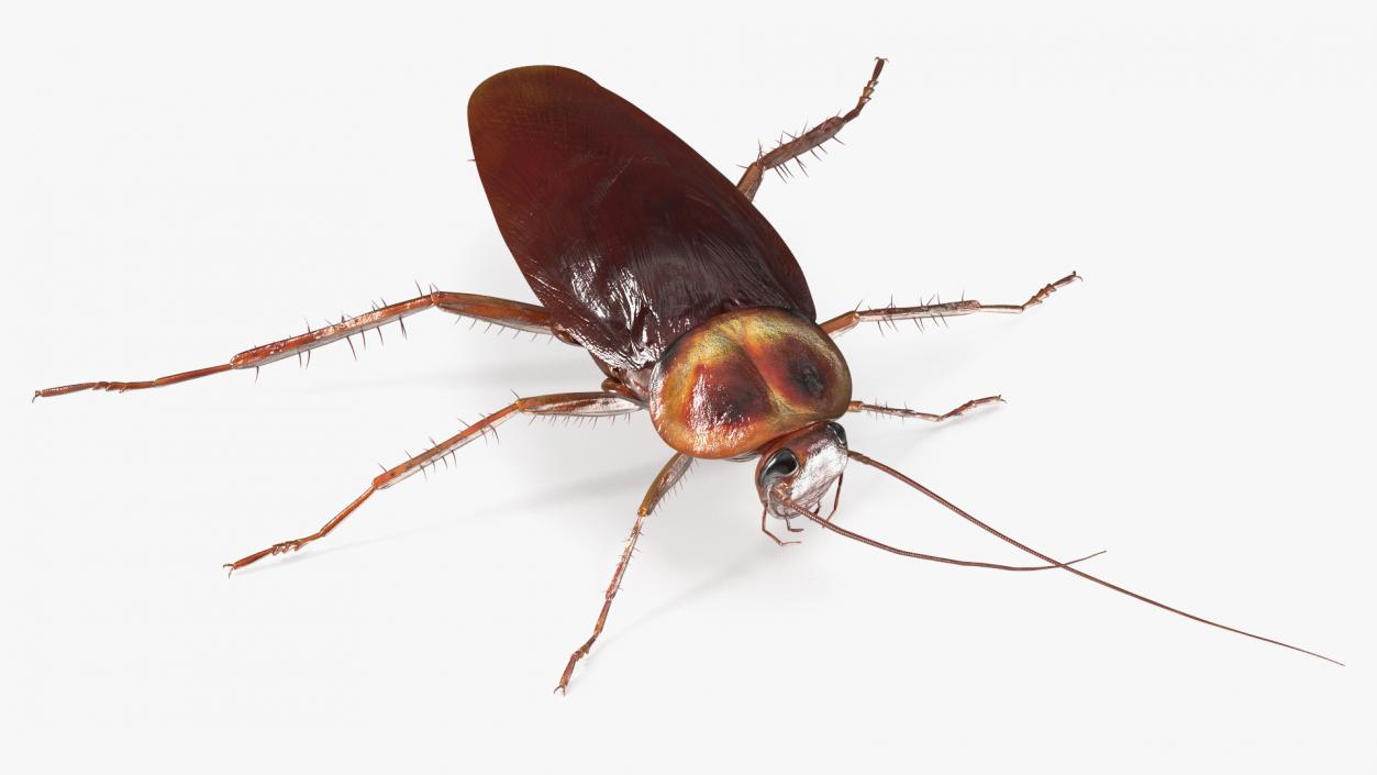 3D model Flying Red Cockroach