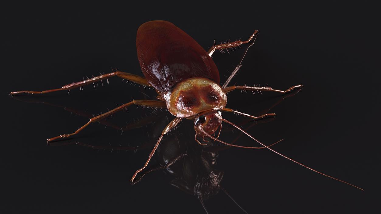 3D model Flying Red Cockroach