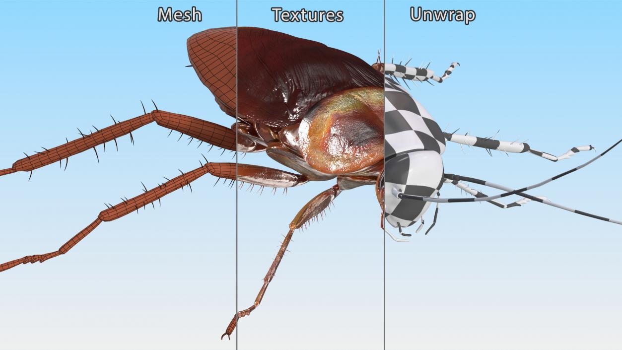 3D model Flying Red Cockroach