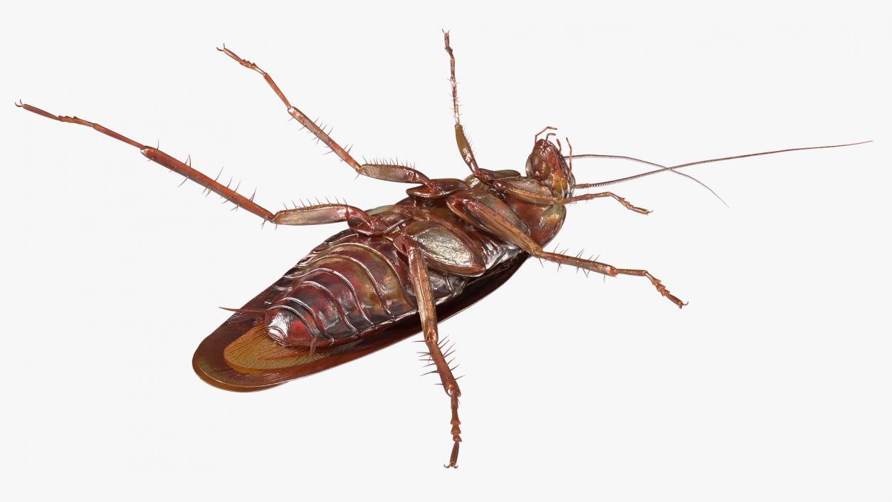 3D model Flying Red Cockroach