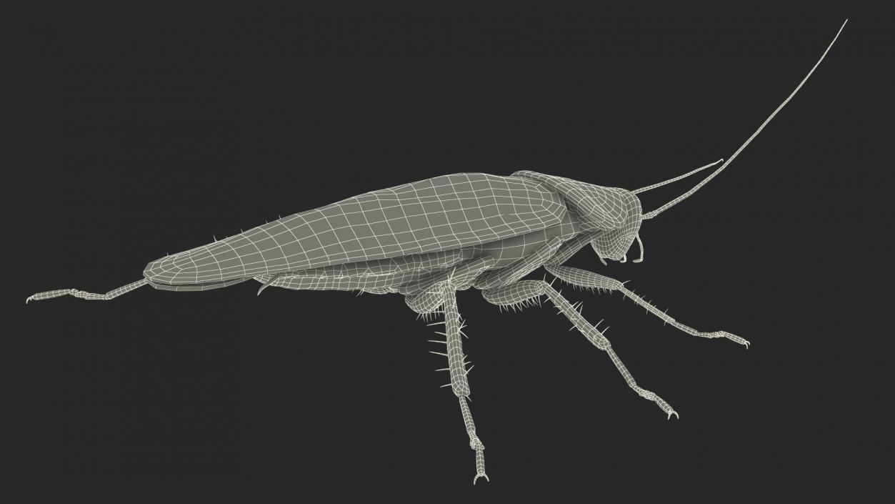 3D model Flying Red Cockroach