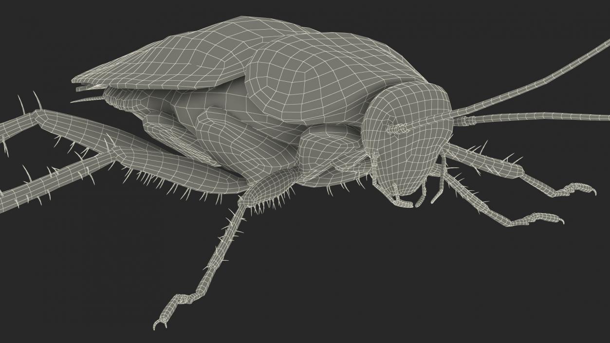 3D model Flying Red Cockroach