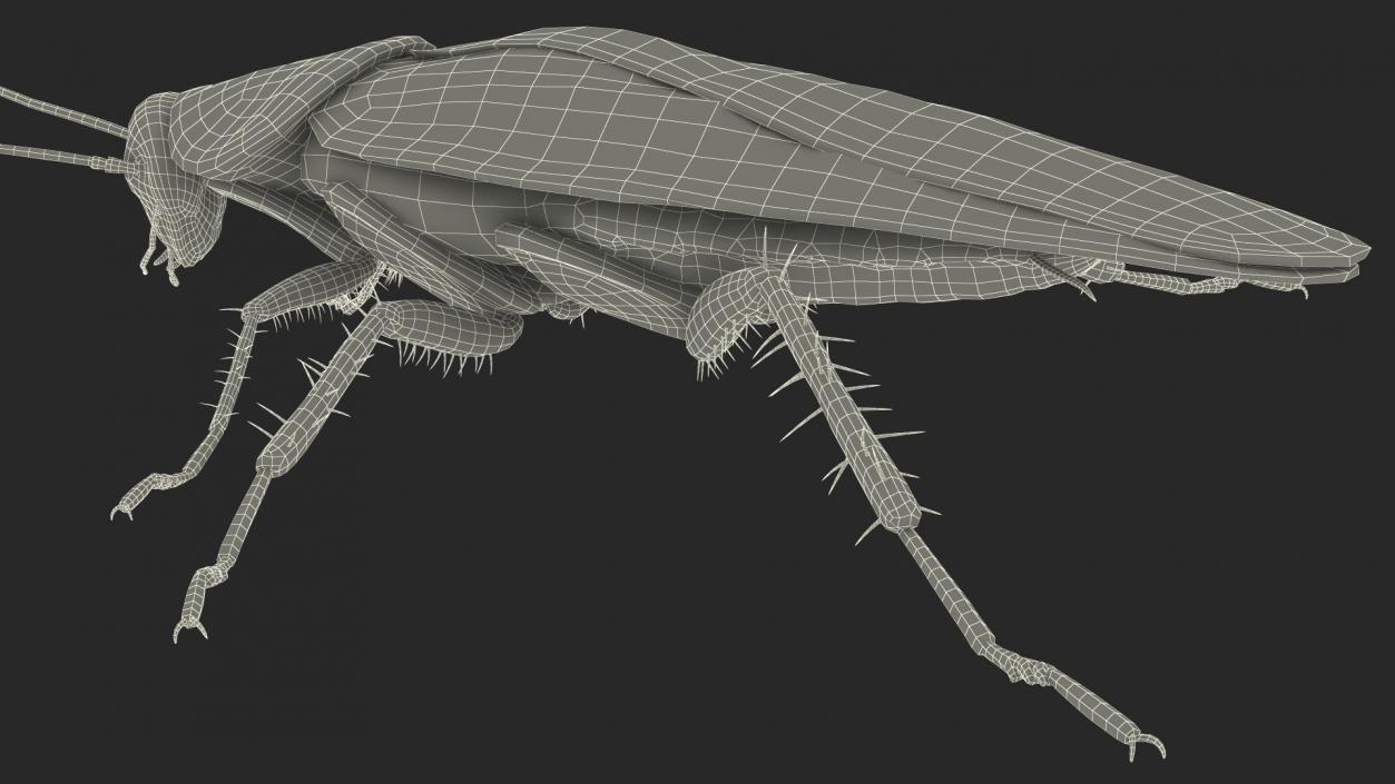 3D model Flying Red Cockroach