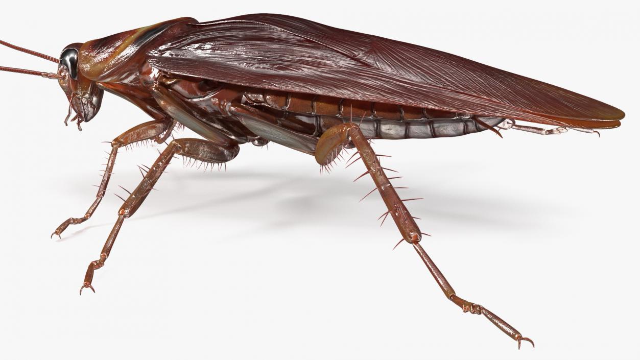 3D model Flying Red Cockroach