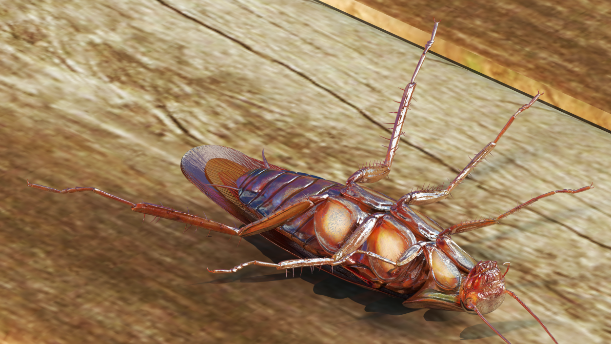 3D model Flying Red Cockroach