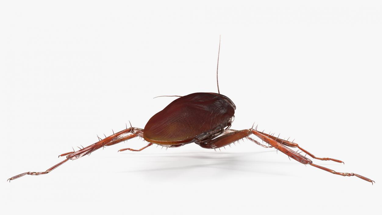 3D model Flying Red Cockroach