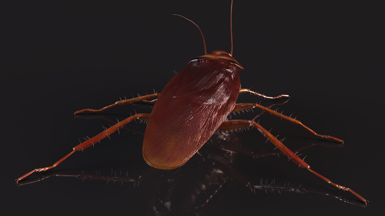 3D model Flying Red Cockroach