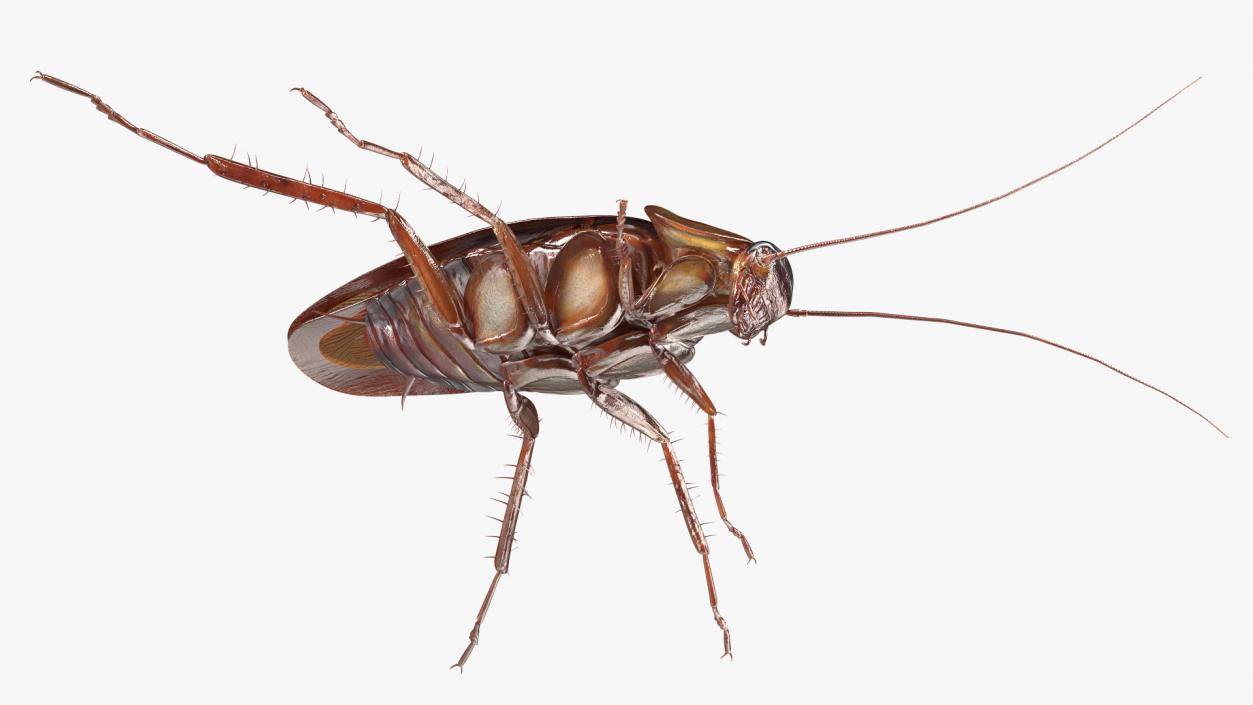 3D model Flying Red Cockroach