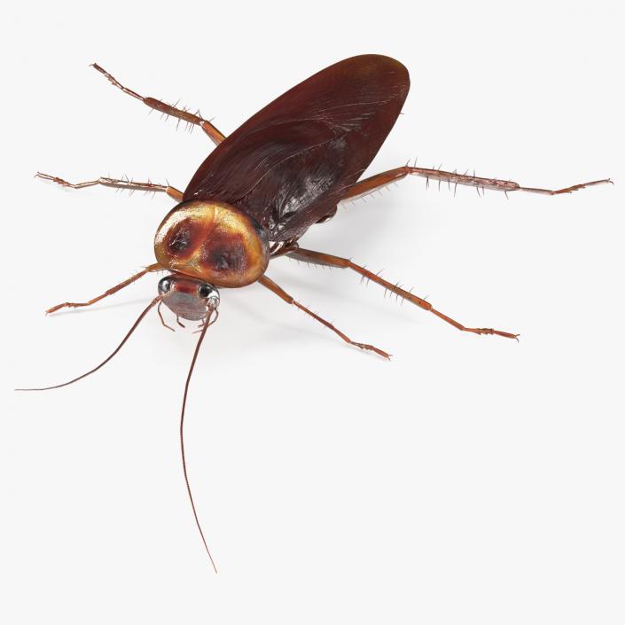 3D model Flying Red Cockroach