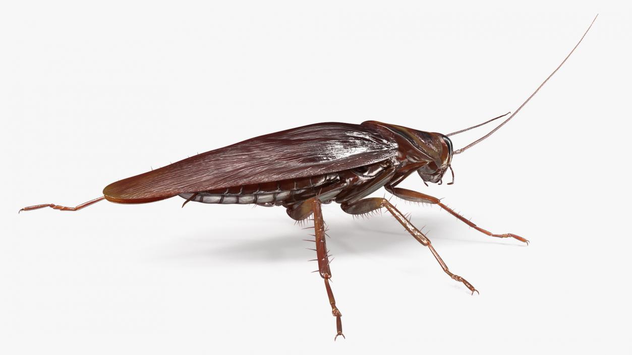 3D model Flying Red Cockroach