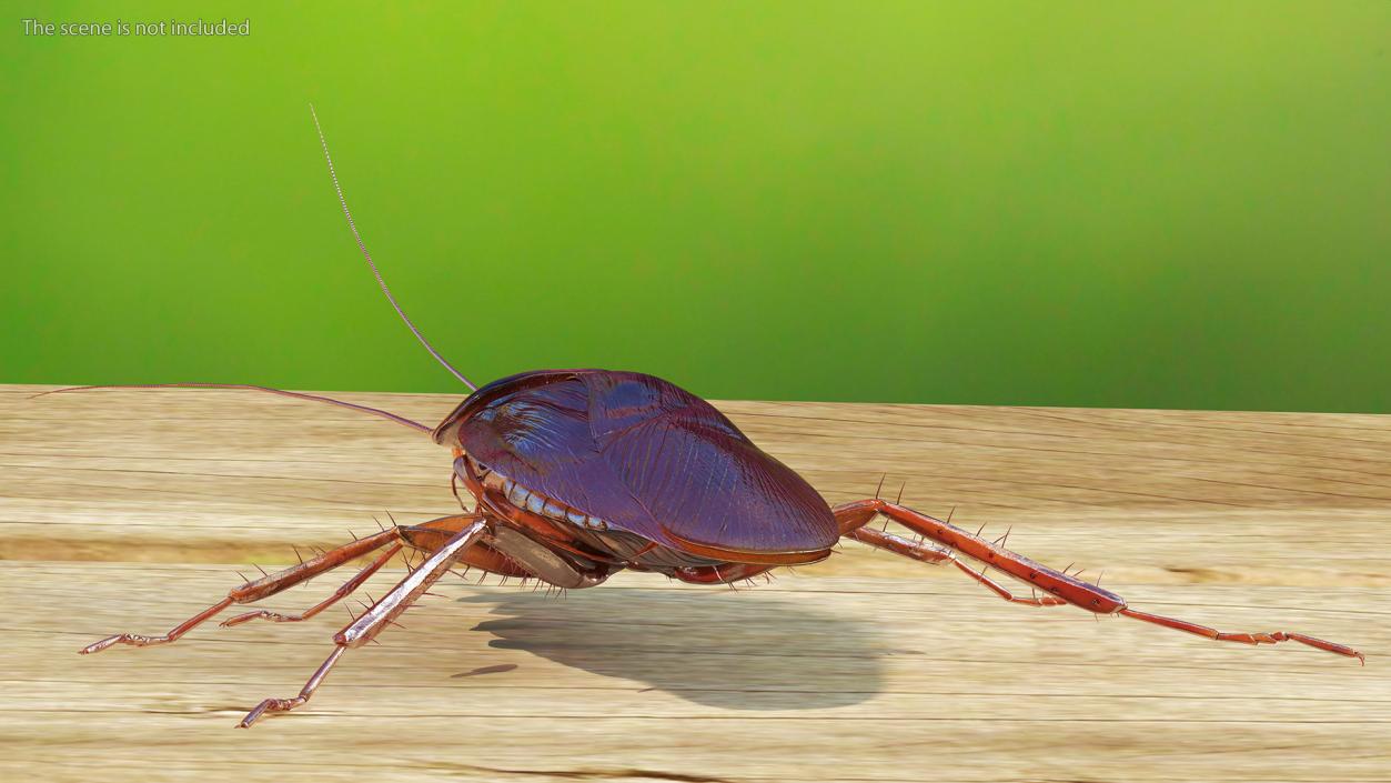 3D model Flying Red Cockroach