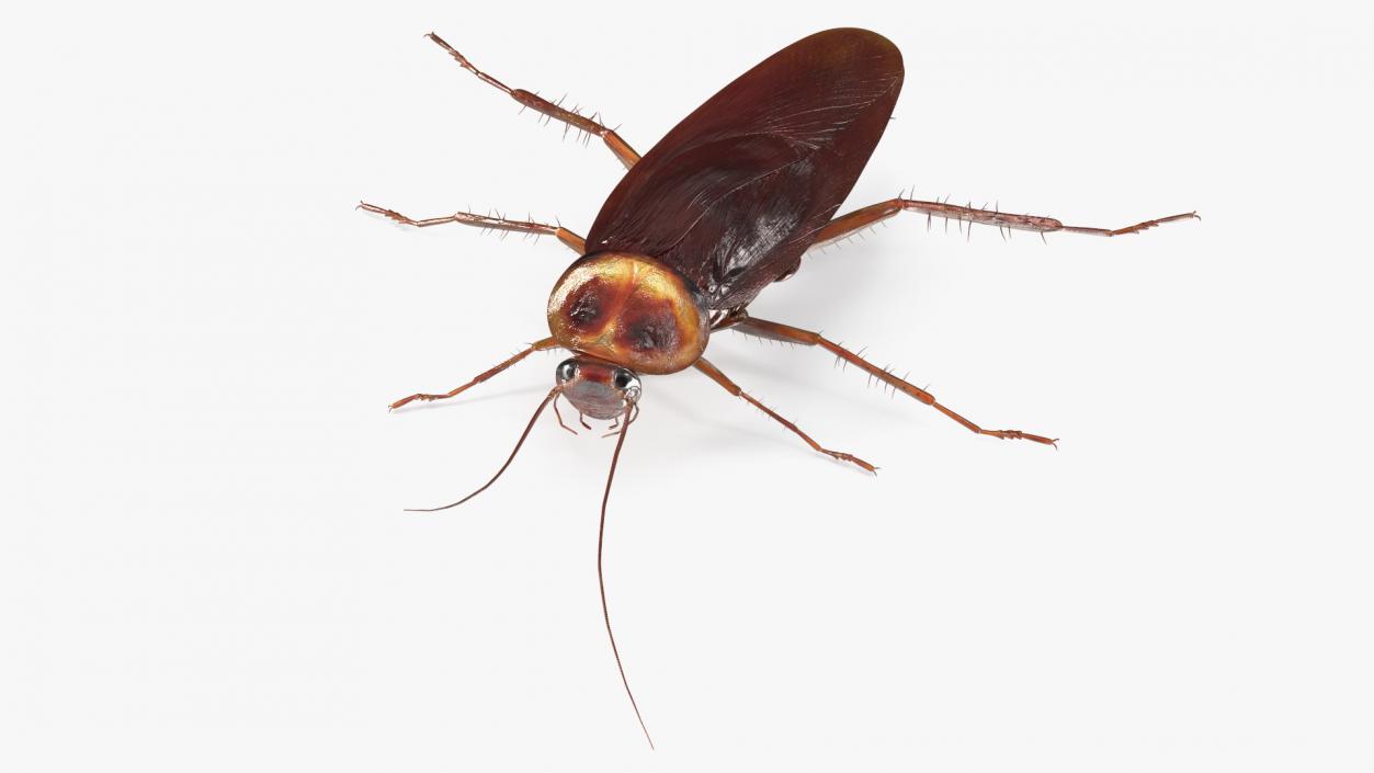 3D model Flying Red Cockroach