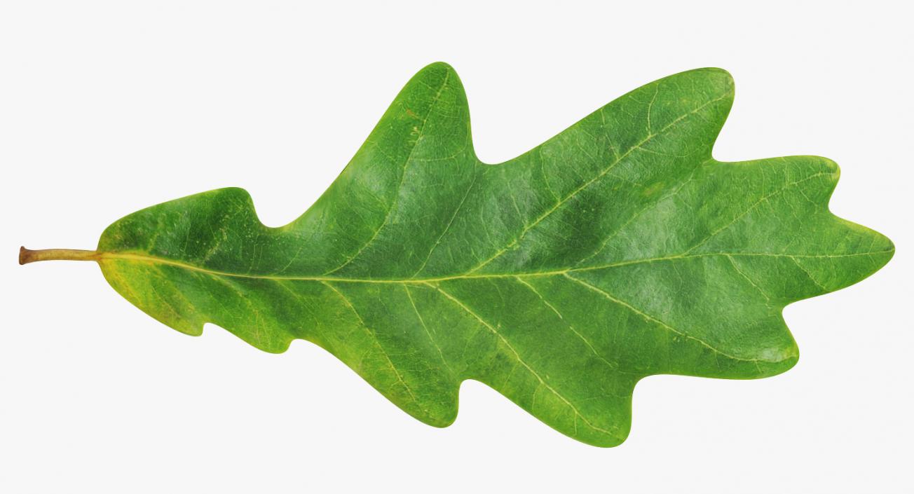 3D model Oak Leaf