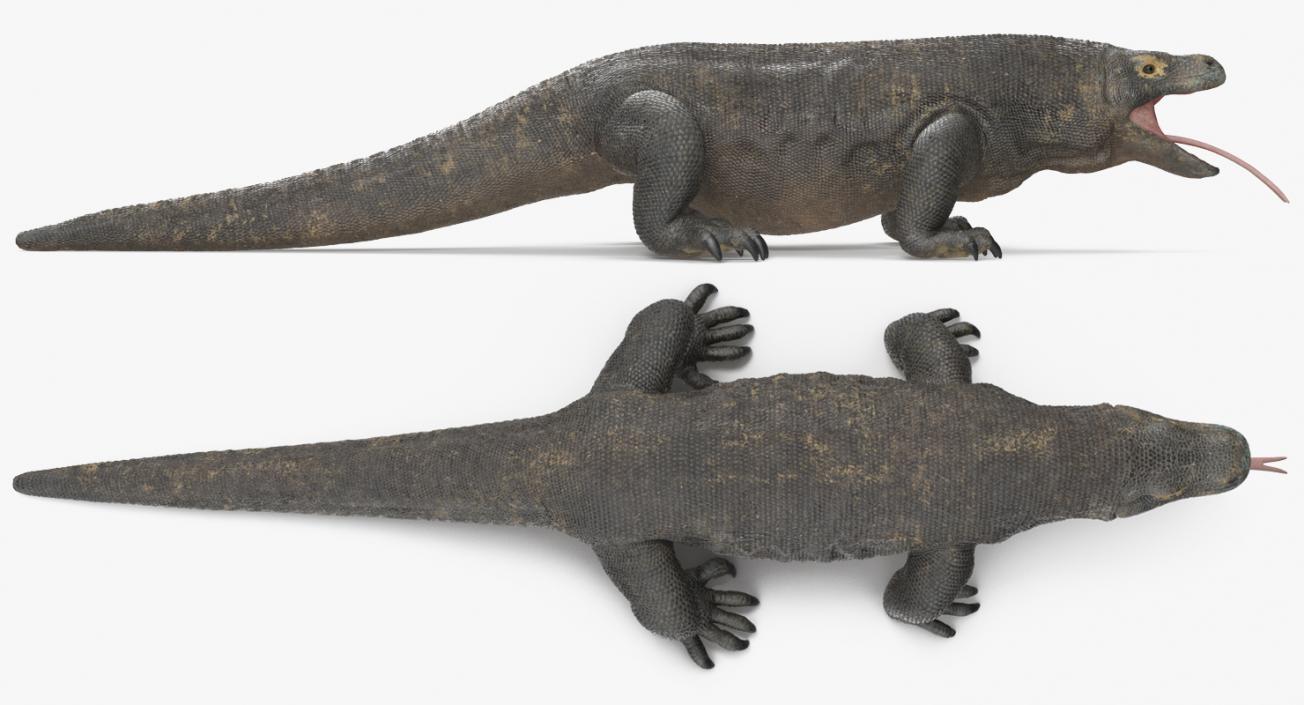 3D Komodo Dragon Neutral Pose