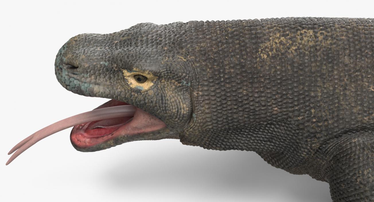 3D Komodo Dragon Neutral Pose