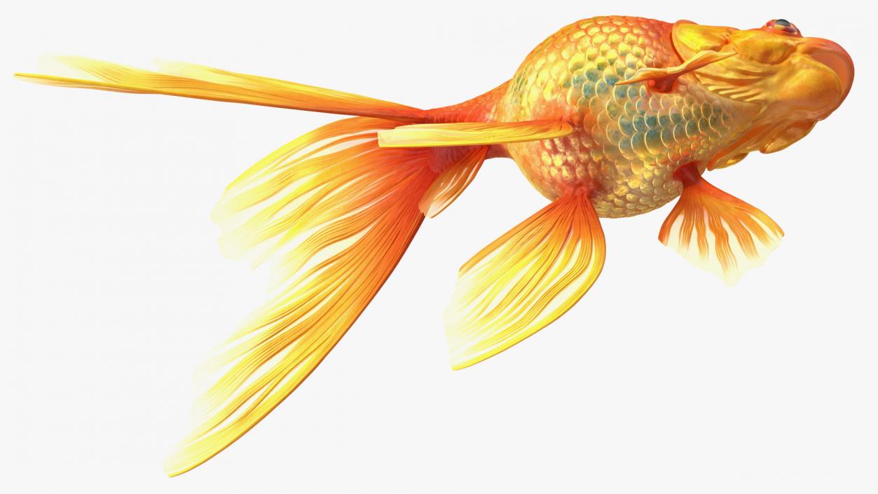 Orange Fancy Fantail Goldfish 3D model