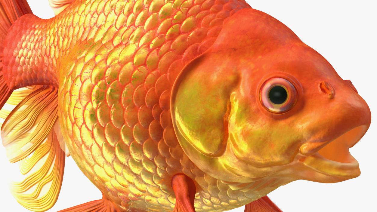 Orange Fancy Fantail Goldfish 3D model