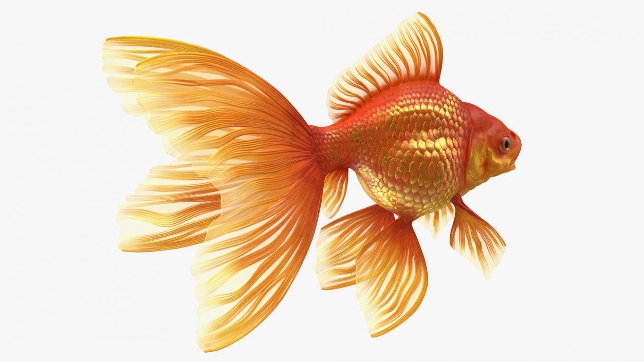 Orange Fancy Fantail Goldfish 3D model