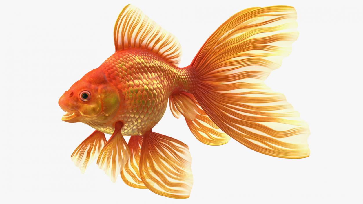 Orange Fancy Fantail Goldfish 3D model